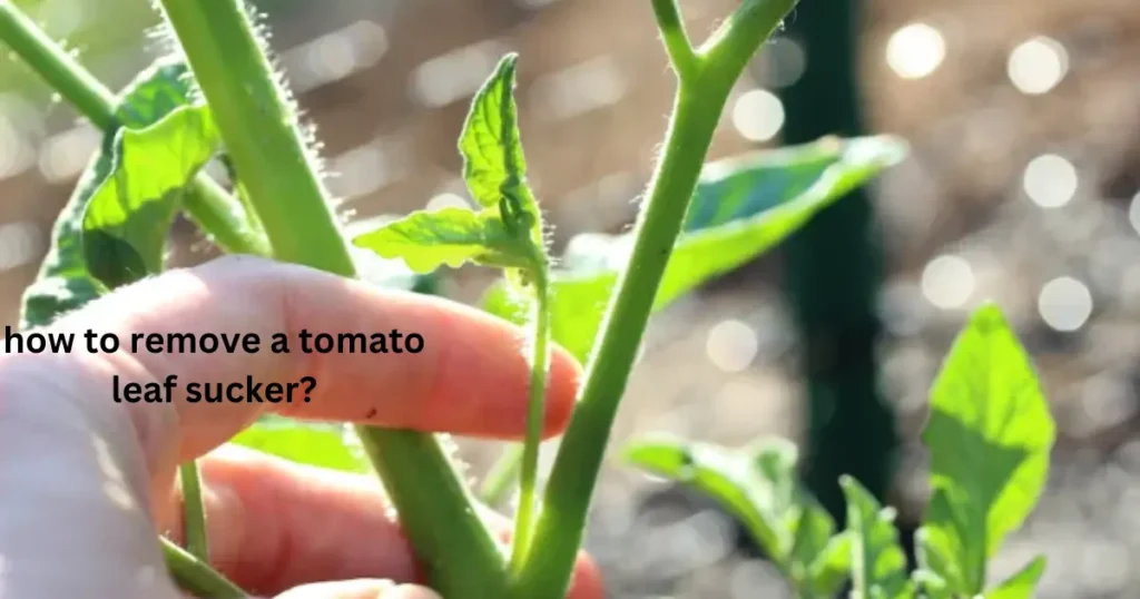 how to remove a tomato leaf sucker