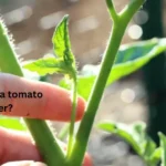 how to remove a tomato leaf sucker