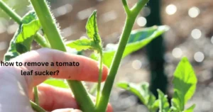 how to remove a tomato leaf sucker