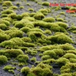 how to remove moss from aluminum